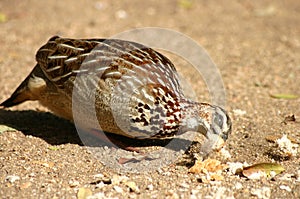 Francolin
