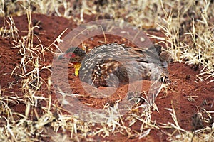 FRANCOLIN A COU JAUNE francolinus leucoscepus