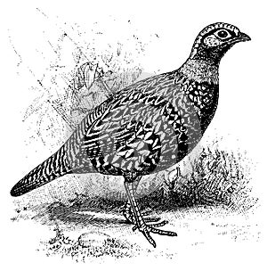 Francolin I Antique Bird Illustrations