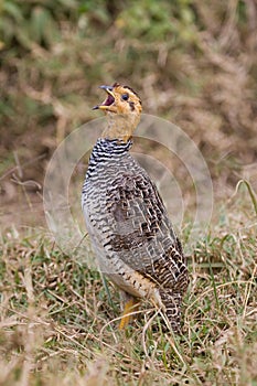 Francolin Male