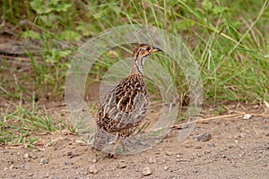 Francolin park kruger south africa reserves and protected airs of africa