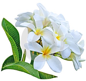 Frangipani