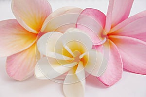 Frangipani