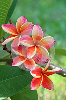 Frangipani