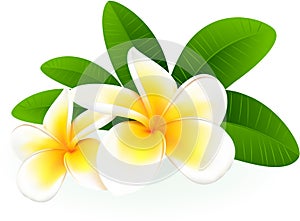 Frangipani. photo