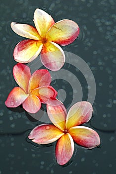 Frangipani