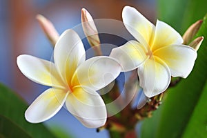 Frangipani #4