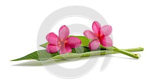 Frangipani