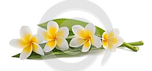 Frangipani