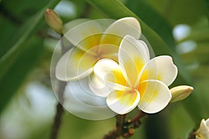 Frangipani