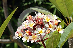 Frangipani - Belize