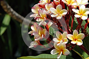 Frangipani - Belize