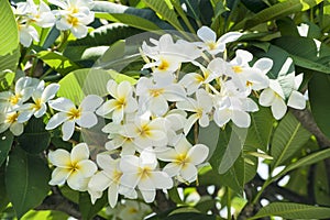 Frangipani blooms. Frangipani tree with white bloosoms and fresh green leaves.