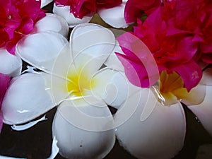 Frangipani and Bougainvillaea photo