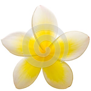 Frangipani closeup photo