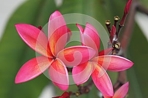 Frangipani closeup