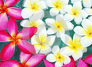 Frangipani fllower on water