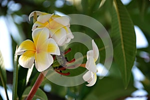 Frangipani Flower