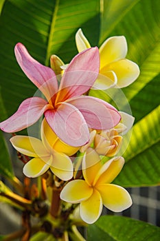 Frangipani flower