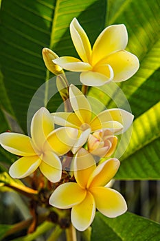 Frangipani flower