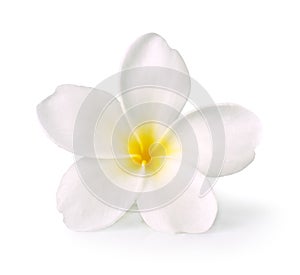 Frangipani flower