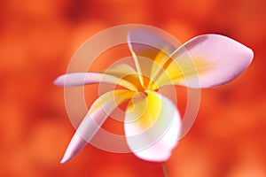 Frangipani Flower