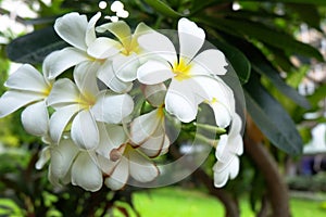 Frangipani flower