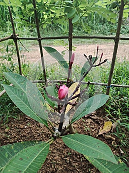 Frangipani flower araliya photo