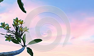 Frangipani flower background collection Beautiful spring nature blossom web banner or header