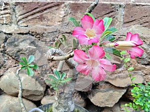 frangipani flower at backyard garden in the morning
