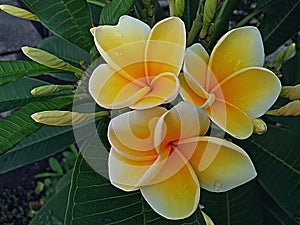 Frangipani flower or Balinese people call it Jepun Cendana has a fragrant and distinctive smell