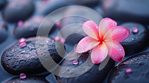 Frangipani flower on black spa stones, exotic relaxation, tropical health resort, self care concept, copy space for text
