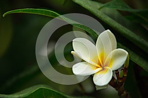 Frangipani flower blooming on a branch