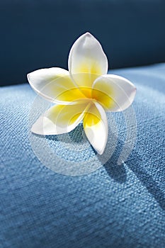 Frangipani flower, on a blue background. Spa concept.