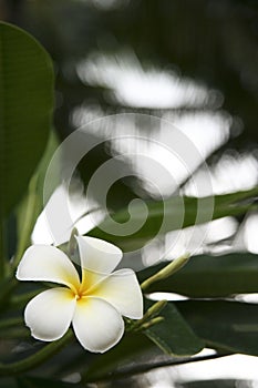 Frangipani flower boracay philippines