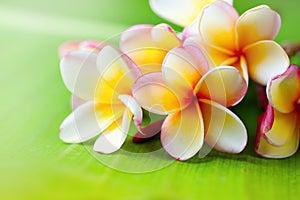 Frangipani flower closeup. Exotic plumeria spa flowers