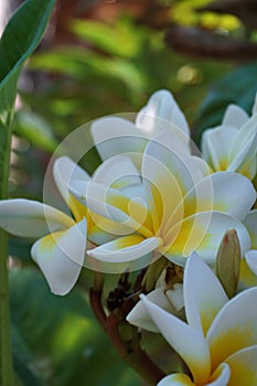 Frangipani Flower closeup. Exotic Plumeria Spa Flowers on green leaf tropical background. Beautiful Scented flosers, aromatherapy