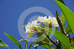 Frangipani Flower closeup. Exotic Plumeria Spa Flowers on green leaf tropical background. Beautiful Scented flosers, aromatherapy