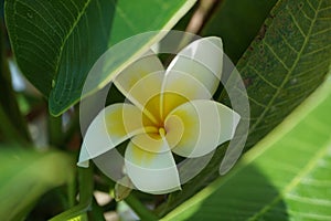 Frangipani Flower closeup. Exotic Plumeria Spa Flowers on green leaf tropical background. Beautiful Scented flosers, aromatherapy