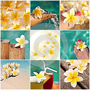 Frangipani flower collage, tropical resort concept