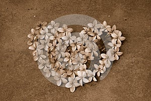 Frangipani flower heart in sepia