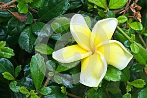 Frangipani flower on hokkien tea fence