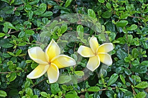 Frangipani flower on hokkien tea fence