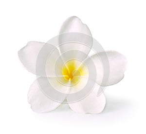 Frangipani flower photo