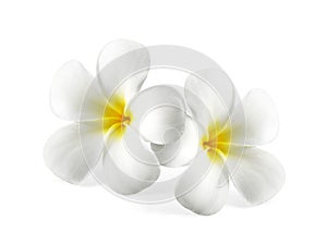 Frangipani flower isolated on white background