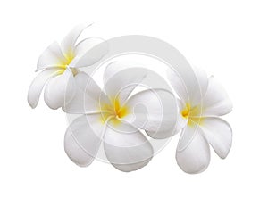 Frangipani flower isolated white background