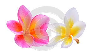 Frangipani flower isolated white background