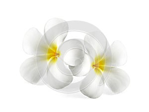 Frangipani flower isolated on white background photo