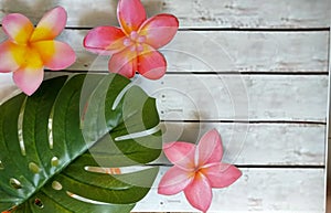 Frangipani Flower and monstera leaf on white wood tecture background