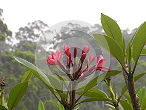 Frangipani flower opening her blooms